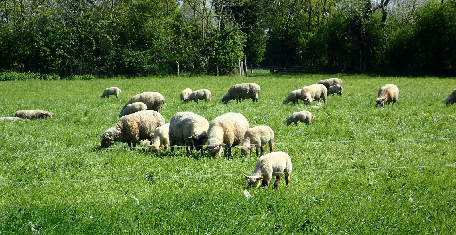 Cap-Filière ovin (2020-2025)